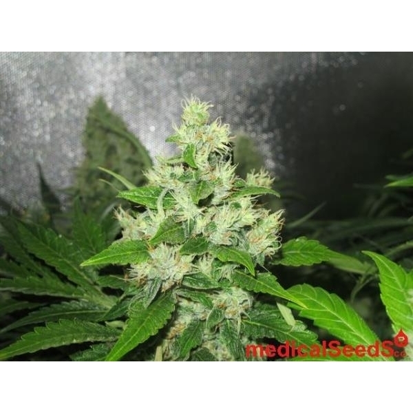 Y Griega CBD (Medical Seeds) Feminiserade