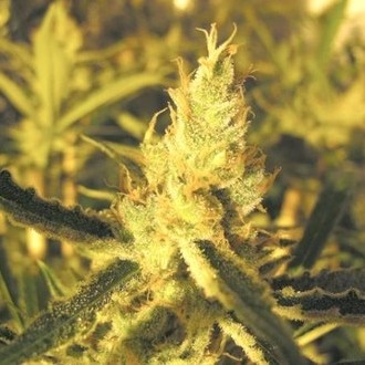 Y Griega CBD (Medical Seeds) Feminiserade
