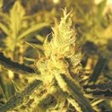 Y Griega CBD (Medical Seeds) Feminiserade