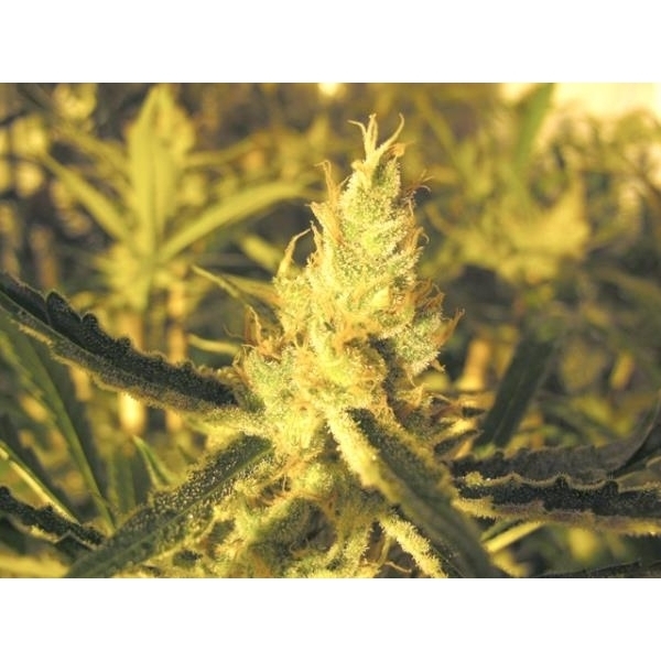 Y Griega CBD (Medical Seeds) Feminiserade