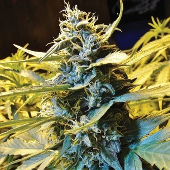 Auto Northern HOG (T.H. Seeds) feminiserade