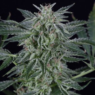 Critical Jack Autoflower (Silent Seeds) Feminiserade