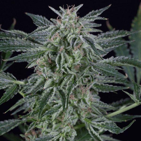 Critical Jack Autoflower (Silent Seeds) Feminiserade