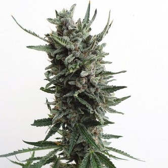 Auto Critical HOG (T.H. Seeds) feminiserade cannabisfr&ouml;n