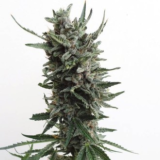 Auto Critical HOG (T.H.Seeds) Feminiserade