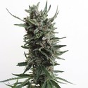 Auto Critical HOG (T.H.Seeds) Feminiserade