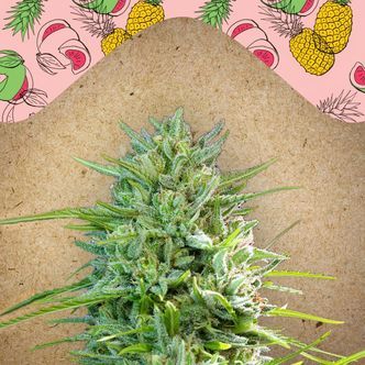 C99 (Female Seeds) feminiserade cannabisfr&ouml;n