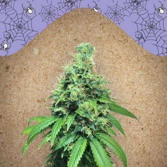 White Widow x Big Bud (Female Seeds) feminiserade cannabisfr&ouml;n