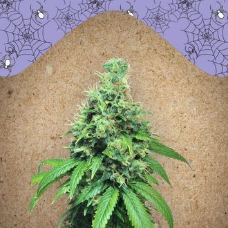 White Widow x Big Bud (Female Seeds) Feminiserade