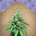 White Widow x Big Bud (Female Seeds) Feminiserade