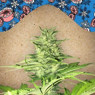 ICED Grapefruit (Female Seeds) feminiserade