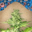 ICED Grapefruit (Female Seeds) Feminiserade