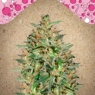 BubbleGummer (Female Seeds) Feminiserade