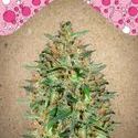 BubbleGummer (Female Seeds) Feminiserade
