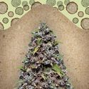 Pure AK (Female Seeds) Feminiserade