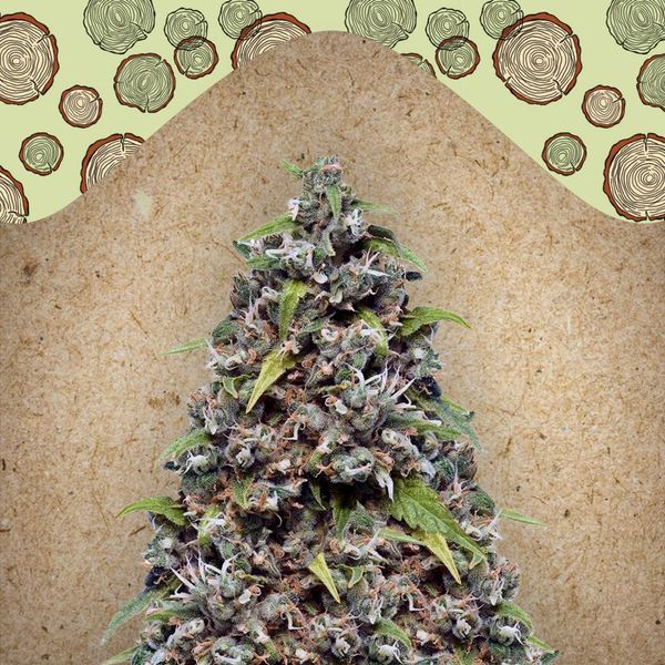 Pure AK (Female Seeds) Feminiserade