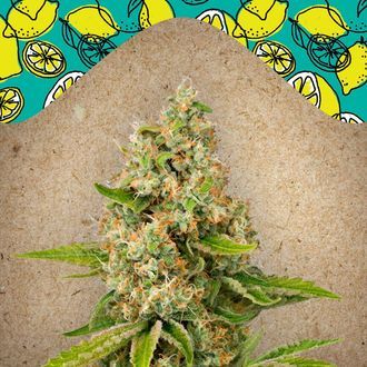 Lemon Kush (Female Seeds) Feminiserade