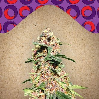 Red Purps (Female Seeds) Feminiserade