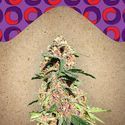 Red Purps (Female Seeds) Feminiserade