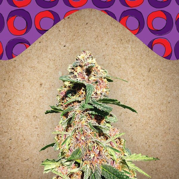 Red Purps (Female Seeds) Feminiserade