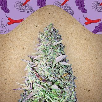 Purple Maroc (Female Seeds) Feminiserade