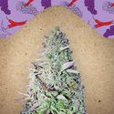 Purple Maroc (Female Seeds) Feminiserade