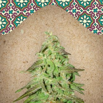 Maroc (Female Seeds) feminiserade