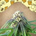 Easy Sativa (Female Seeds) Feminiserade