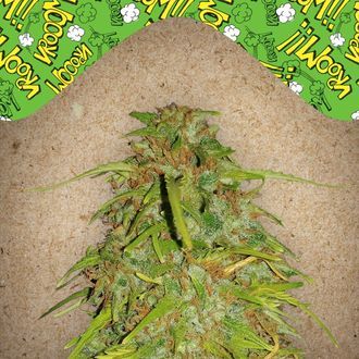 Auto Speed Bud (Female Seeds) Feminiserade