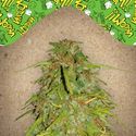 Auto Speed Bud (Female Seeds) Feminiserade