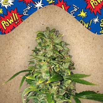 Auto AK (Female Seeds) Feminiserade