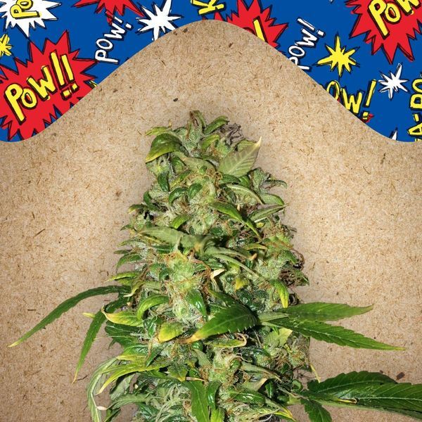 Auto AK (Female Seeds) Feminiserade