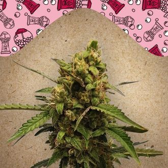 Auto Bubble (Female Seeds) Feminiserade