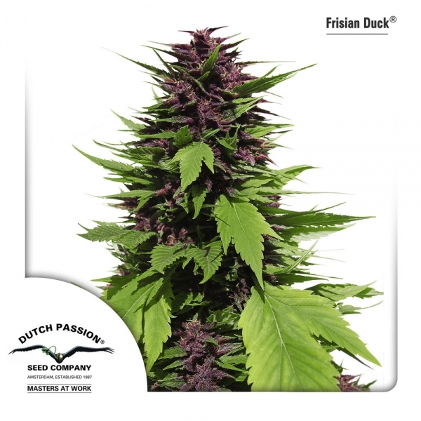 Frisian Duck (Dutch Passion) Feminiserade