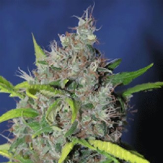 Blueberry Bud (Sagarmatha Seeds) feminiserade
