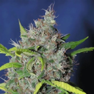 Blueberry Bud (Sagarmatha Seeds) Feminiserade