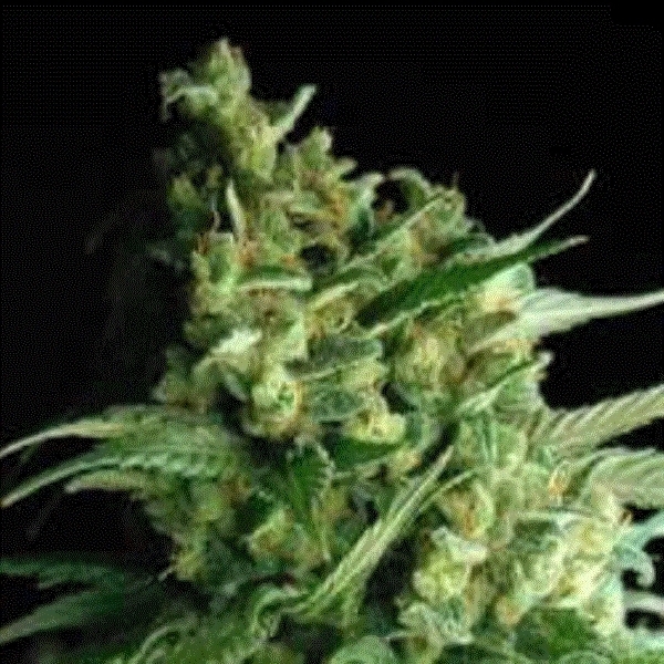 Double Bubble Berry (Sagarmatha Seeds) Feminiserade