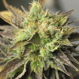 Strawberry D-Lite (Sagarmatha Seeds) feminiserade