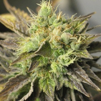 Strawberry D-Lite (Sagarmatha Seeds) Feminiserade