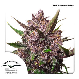 Auto Blackberry Kush (Dutch Passion) feminiserade