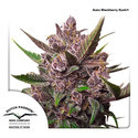Auto Blackberry Kush (Dutch Passion) Feminiserade