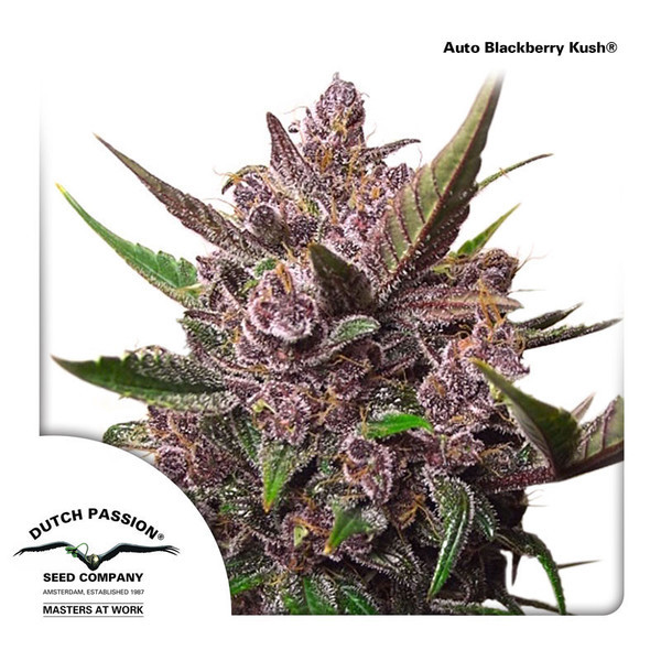 Auto Blackberry Kush (Dutch Passion) Feminiserade