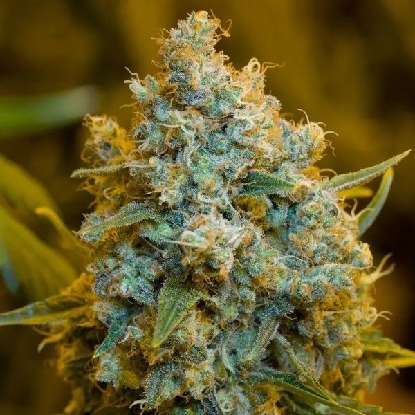 Critical Jack (Silent Seeds) Feminiserade