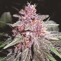 Violeta (ACE Seeds) Feminiserade