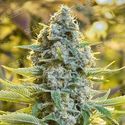 Moby Dick (Silent Seeds) Feminiserade
