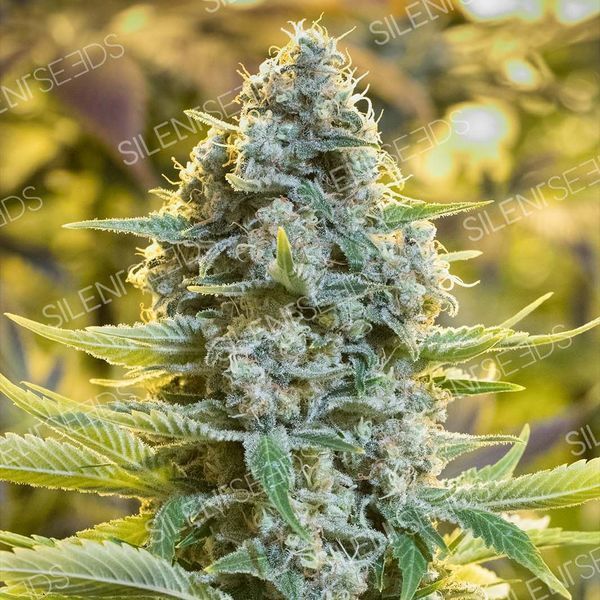 Moby Dick (Silent Seeds) Feminiserade