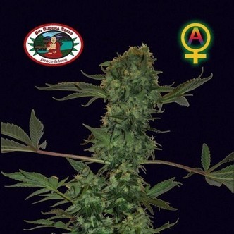 Big Buddha Cheese Automatic (Big Buddha Seeds) feminiserade