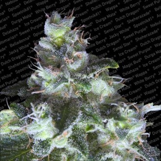 Original White Widow (Paradise Seeds) Feminiserade