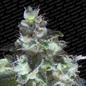 Original White Widow (Paradise Seeds) Feminiserade