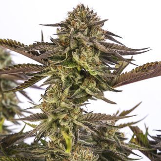 Zombie Kush (Ripper Seeds) Feminiserade